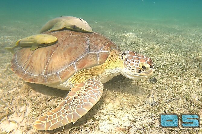 National Park Snorkeling Excursion - Why the National Park setting matters