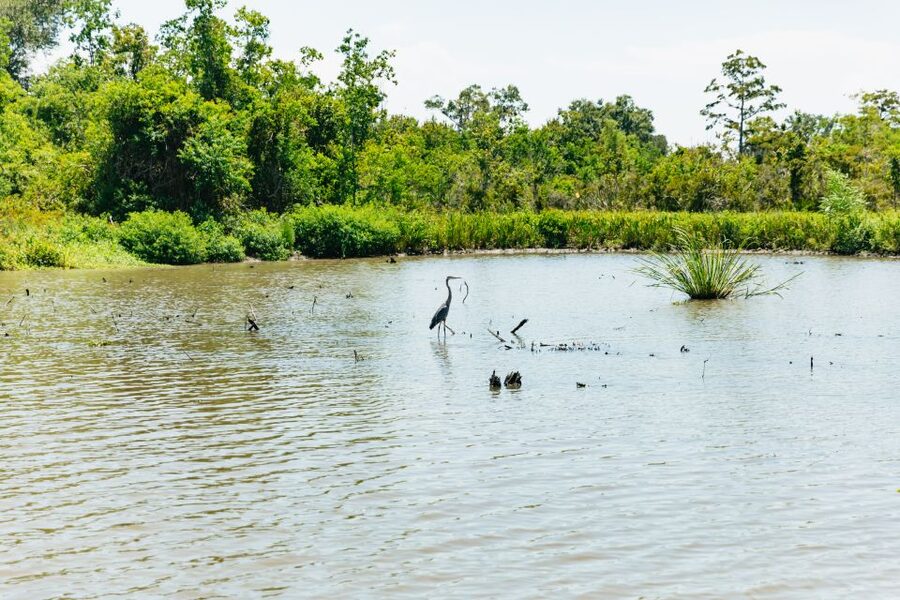 New Orleans: Bayou Tour in Jean Lafitte National Park - Key points to know before you go