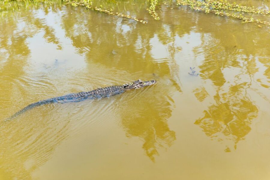 New Orleans: Bayou Tour in Jean Lafitte National Park - What makes Barataria Preserve different