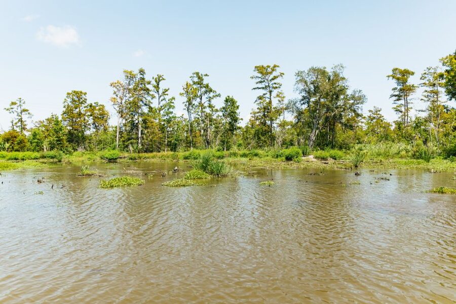 New Orleans: Bayou Tour in Jean Lafitte National Park - Lunch and the return to the meeting point