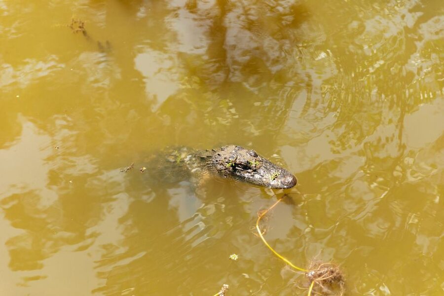 New Orleans: Bayou Tour in Jean Lafitte National Park - Is $32 a fair price?