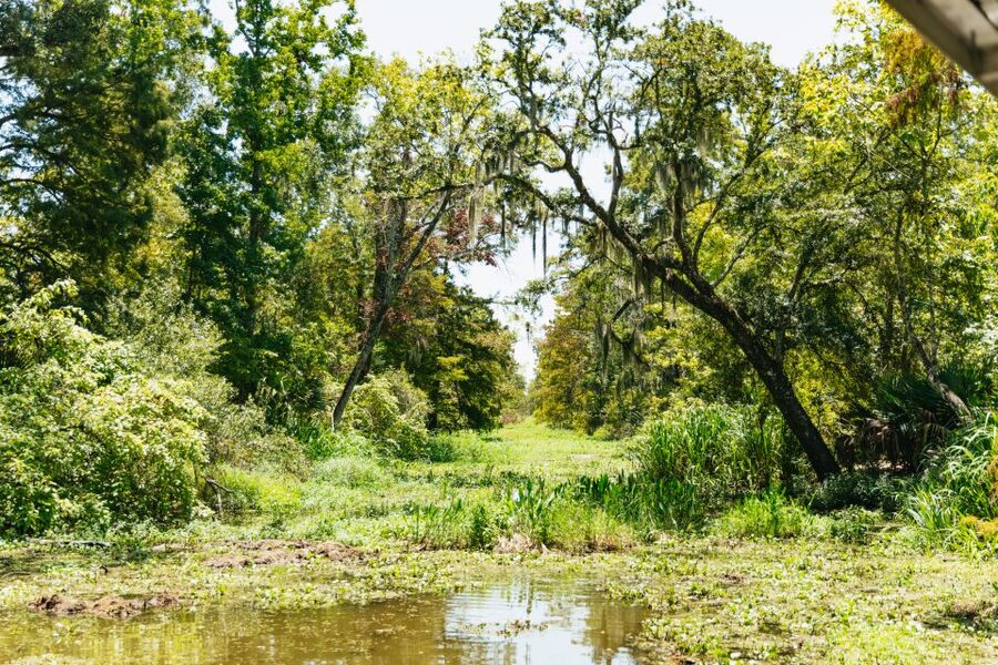 New Orleans: Bayou Tour in Jean Lafitte National Park - The 90-minute pontoon ride