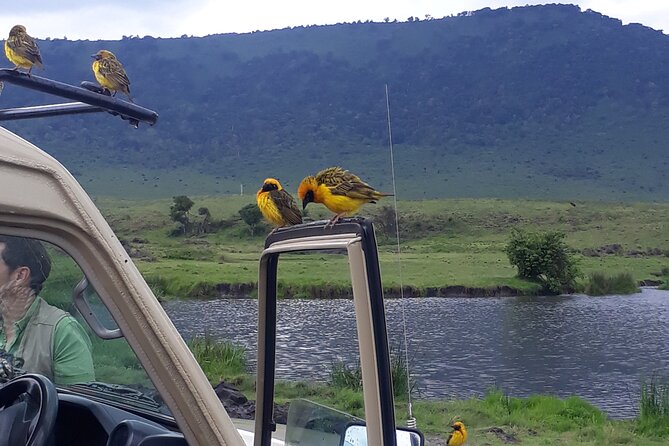 Ngorongoro Crater Day Trip - Why Ngorongoro Crater works as a one-day safari