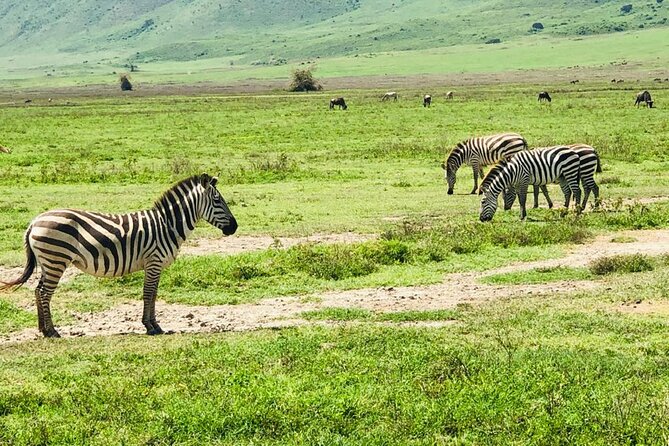 Ngorongoro Crater Day Trip - Lunch beside the wildlife