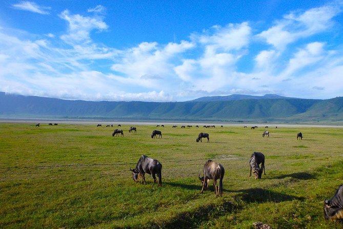 Ngorongoro Crater Day Trip - Weather, cancellation, and timing details