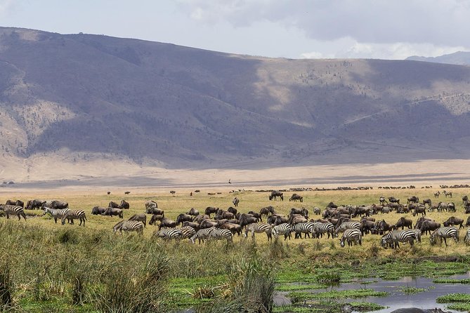 Ngorongoro Crater Day Trip - The sunrise drive from Arusha