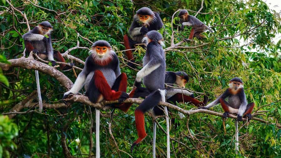 Ninh Binh: Cuc Phuong National Park 1 Day Small Group - Key points to know before you book