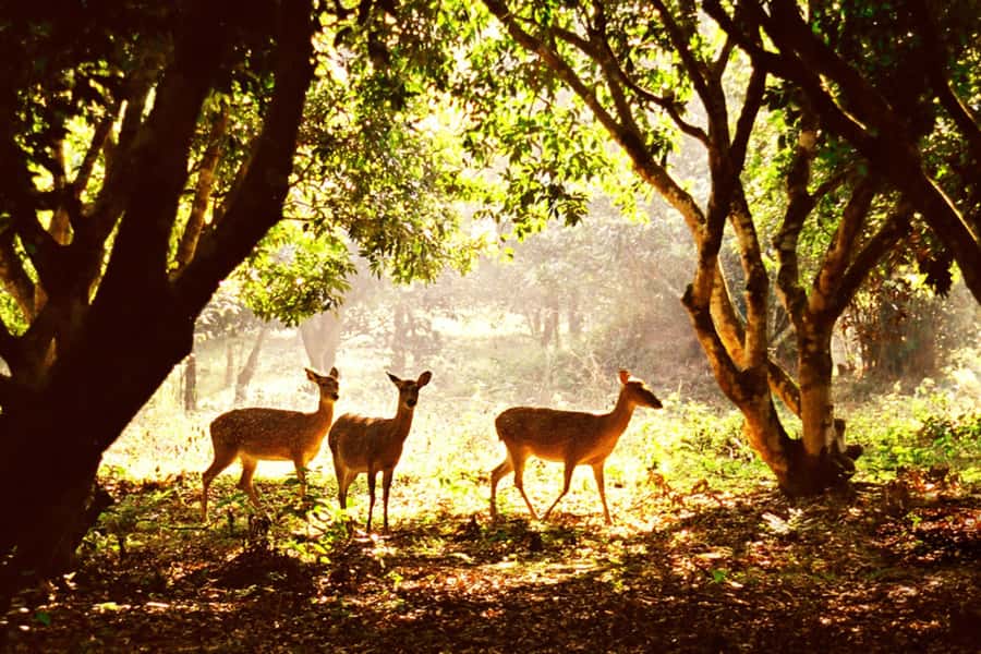 Ninh Binh: Cuc Phuong National Park 1 Day Small Group - Why Cuc Phuong makes a strong day trip from Ninh Binh