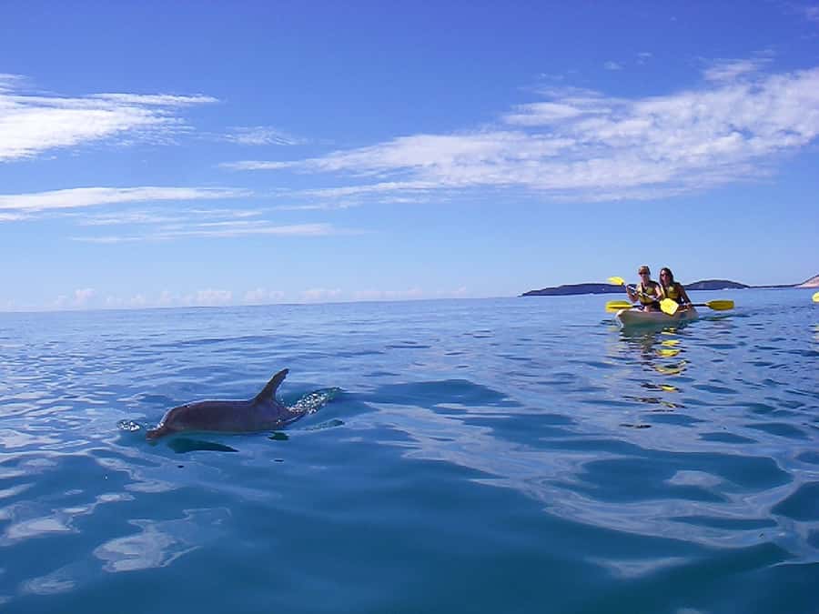 Noosa: Epic Ocean Kayak with Dolphins & 4WD Beach Adventure - The six-hour day and what is included