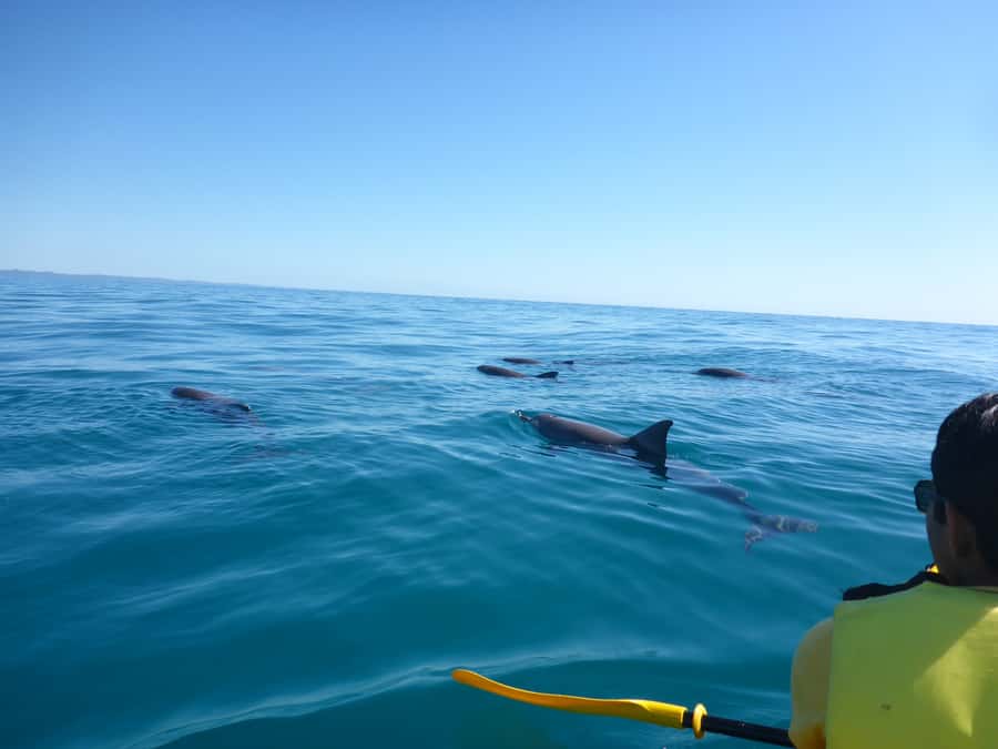 Noosa: Epic Ocean Kayak with Dolphins & 4WD Beach Adventure - Honeymoon Bay and the sea-kayak launch