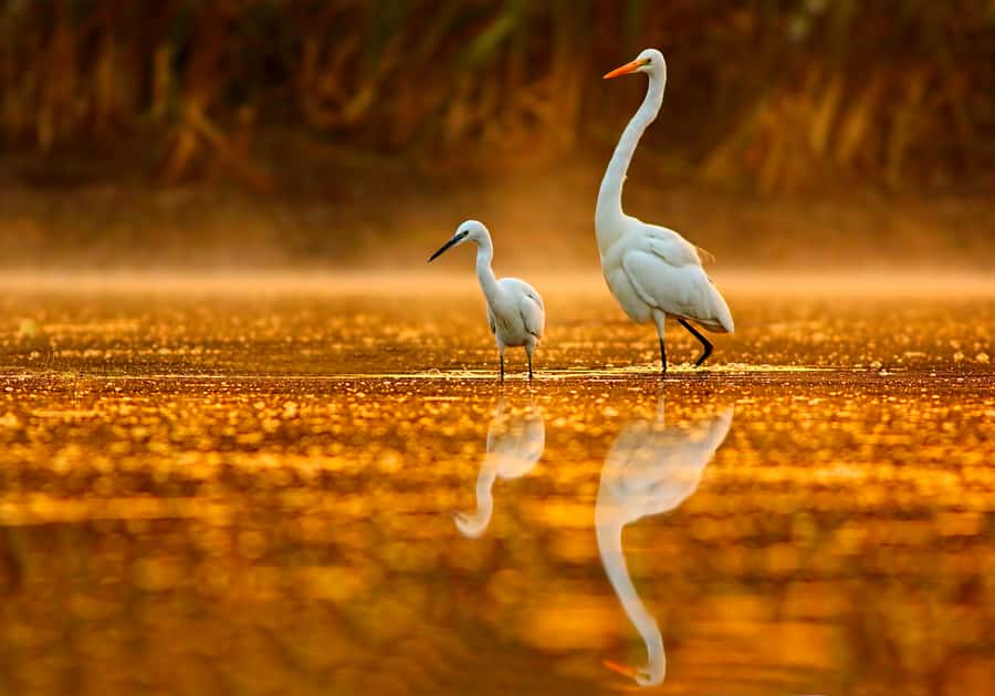 Noosa: Everglades Explorer Cruise - Boarding the eco-boat