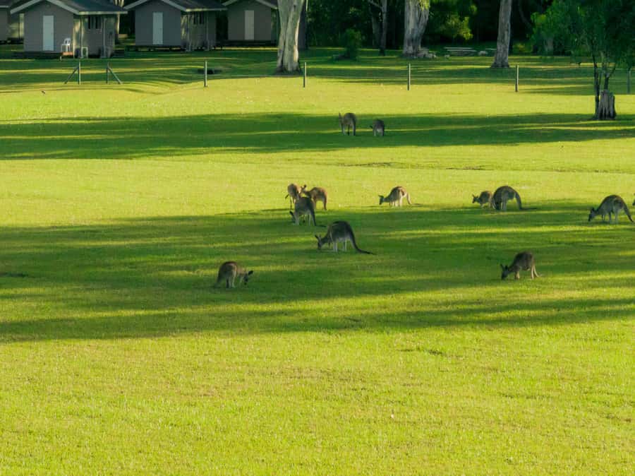 Noosa: Everglades Explorer Cruise - The brewery and bistro after the water