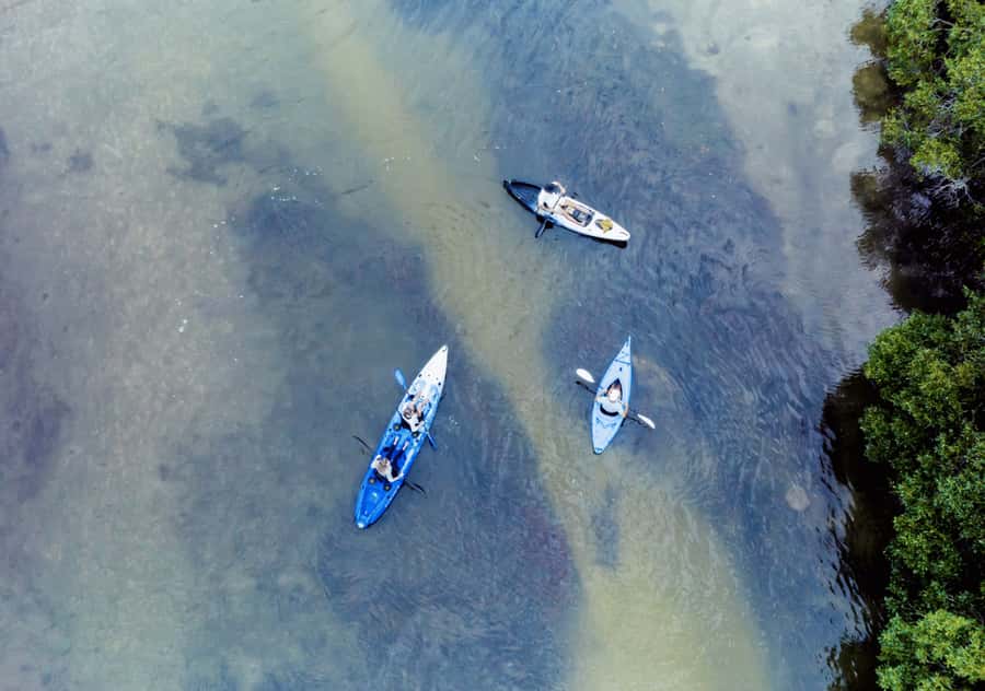 Noosa: Noosa Everglades and Stingray Sanctuary Kayak Tour - Birds, snakes, and unexpected wildlife