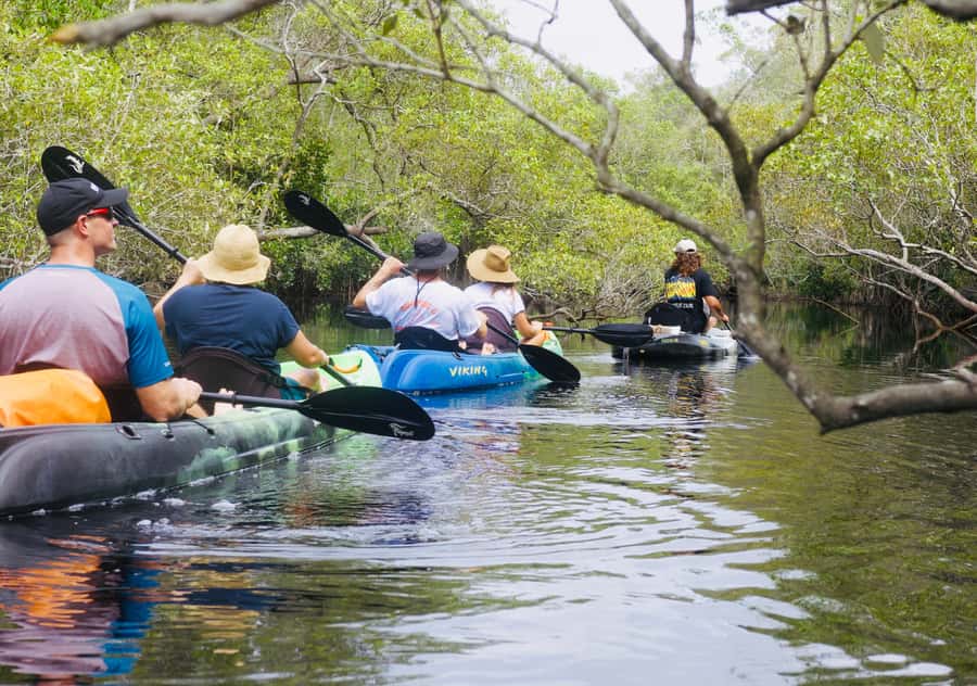 Noosa: Noosa Everglades and Stingray Sanctuary Kayak Tour - How much value do you get for $105?