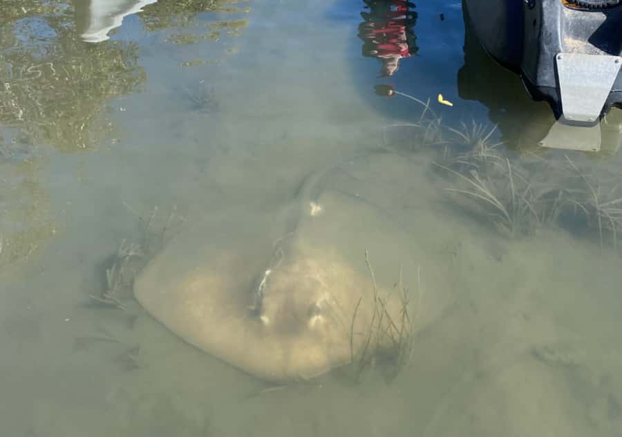 Noosa: Noosa Everglades and Stingray Sanctuary Kayak Tour - Booking and packing advice