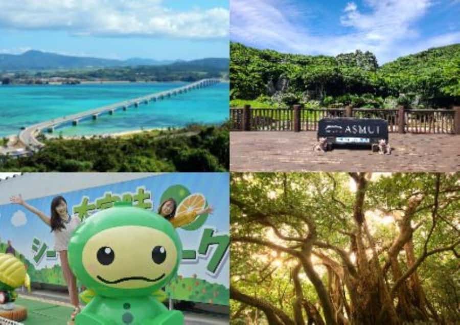 Okinawa: Full-Day Bus Tour to Yanbaru National Park - Why northern Okinawa deserves a full day