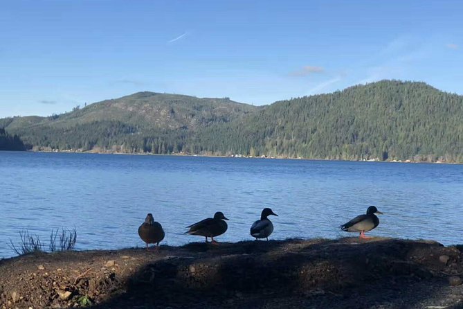Olympic National Park Small Group Day Tour w/Scenic Ferry 2CanGo - Hurricane Ridge brings the big views