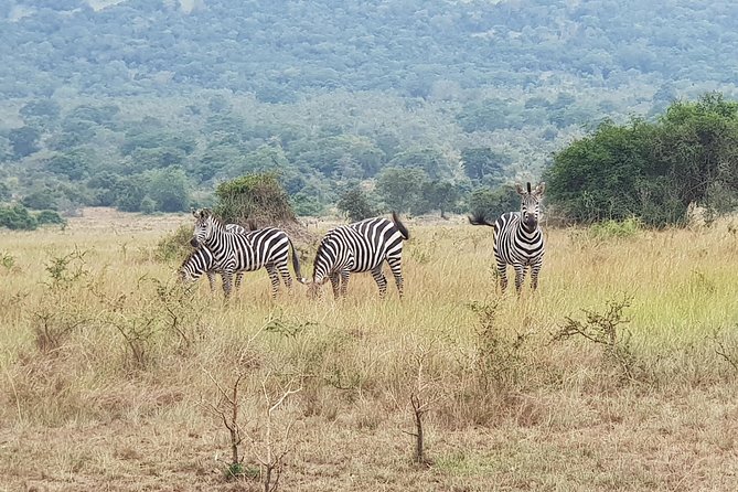 One-day Akagera National Park Game Drive with a Choice 4x4 - Key points at a glance