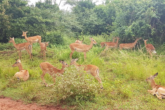 One-day Akagera National Park Game Drive with a Choice 4x4 - Six hours among Akagera’s animals