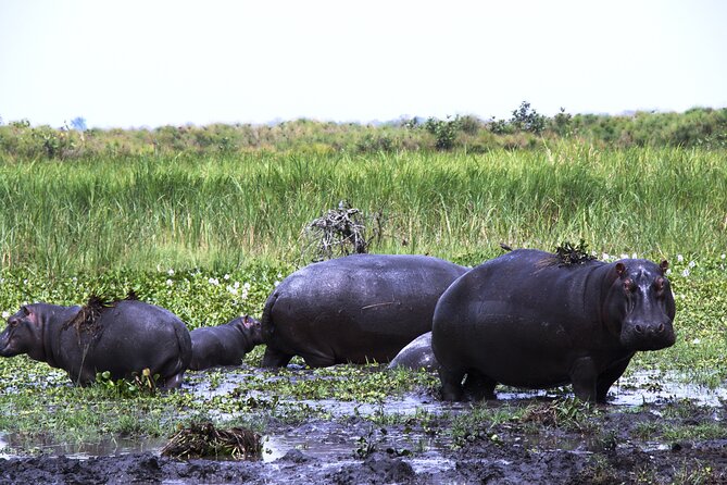 One-day Akagera National Park Game Drive with a Choice 4x4 - The value of adding the Ihema Lake boat ride