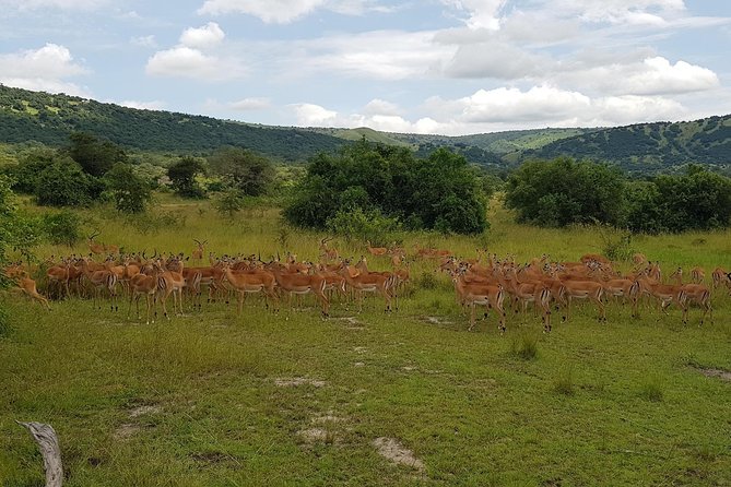 One-day Akagera National Park Game Drive with a Choice 4x4 - What the praise tells you about the guides