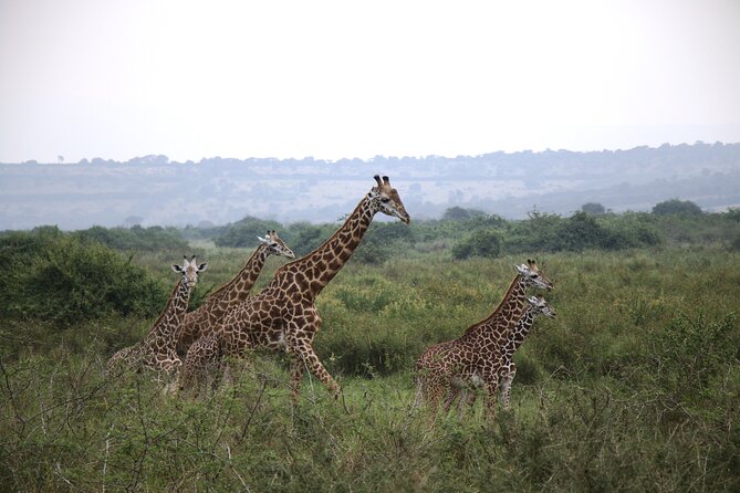 One-day Akagera National Park Game Drive with a Choice 4x4 - Choosing the right vehicle for Akagera’s roads