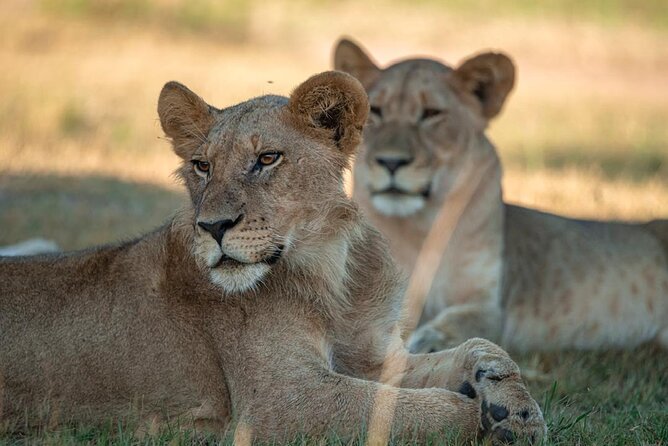 One Day Akagera Wildlife Safari - Key points to know before booking