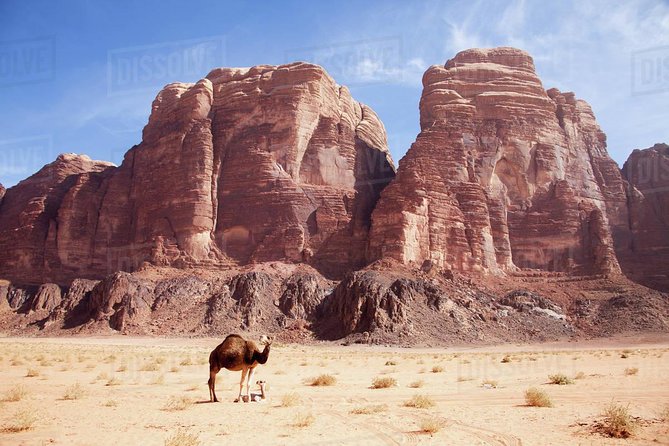 One Day Tour Wadi Rum - Petroglyphs and archaeology add meaning
