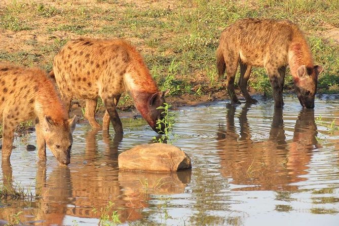 Open Vehical Safari in Kruger National Park Half Day - Six hours is a useful middle ground