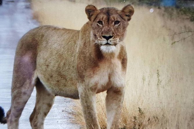 Open Vehical Safari in Kruger National Park Half Day - What the $76.68 price really covers