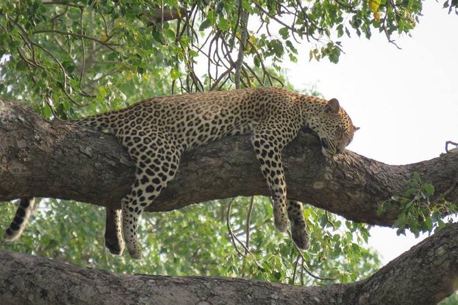 Open Vehical Safari in Kruger National Park Half Day - Weather can shape the day