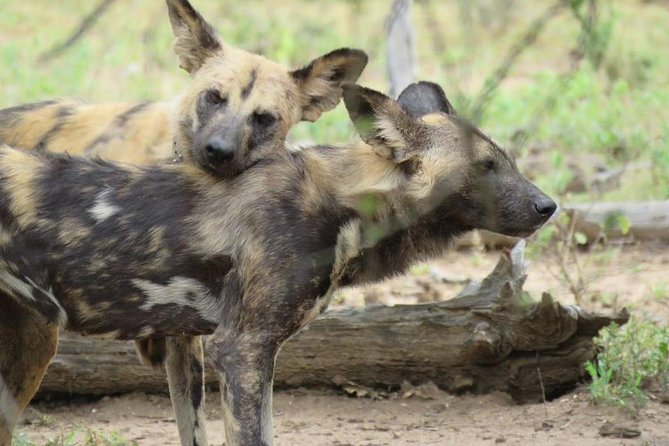 Open Vehical Safari in Kruger National Park Half Day - Why the animal search feels worthwhile