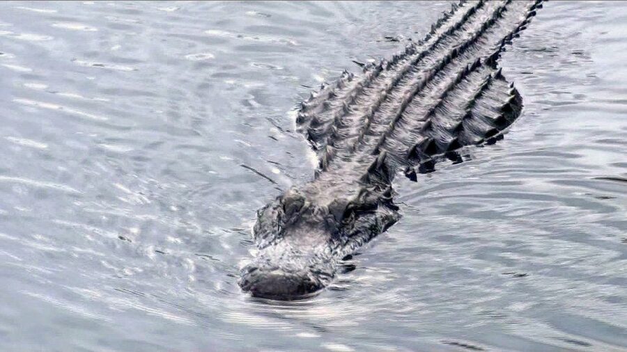 Orlando: Everglades Airboat Ride and Wildlife Park Ticket - Key points to know before you go