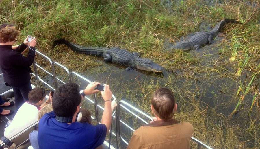 Orlando: Everglades Airboat Ride and Wildlife Park Ticket - Should you book the Wild Florida airboat ride?