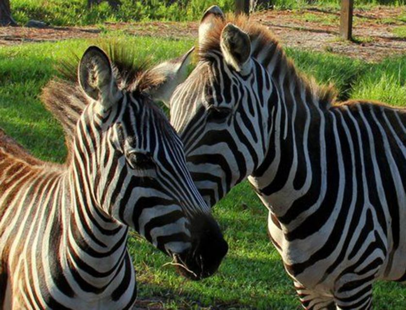 Orlando: Everglades Airboat Ride and Wildlife Park Ticket - What happens on the 30-minute airboat ride