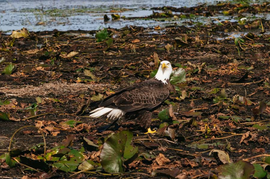 Orlando: Florida Everglades Wildlife Airboat Tour - Key details at a glance
