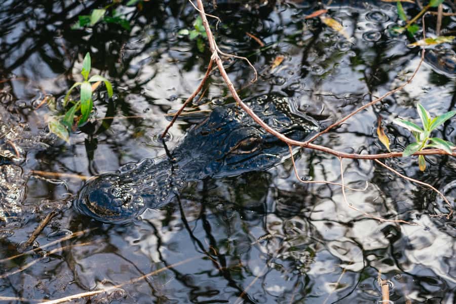 Orlando: Florida Everglades Wildlife Airboat Tour - Leaving Orlando for open water