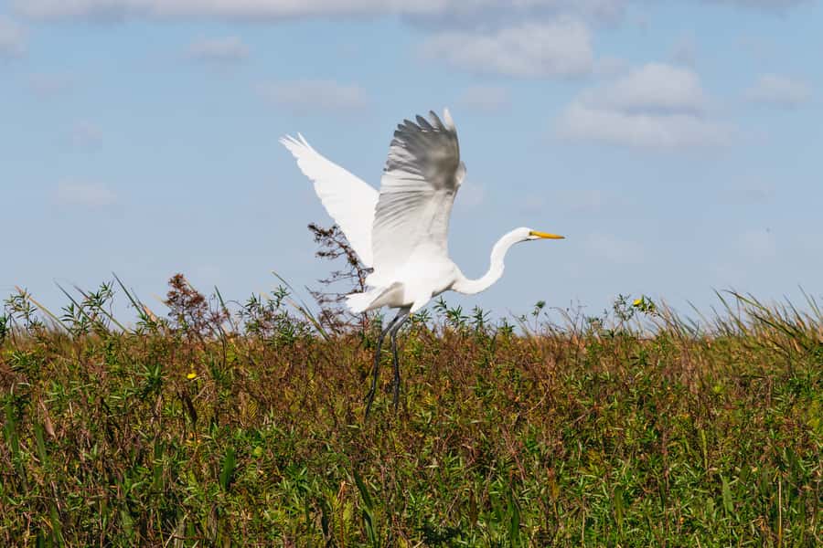 Orlando: Florida Everglades Wildlife Airboat Tour - What the 90-minute schedule feels like