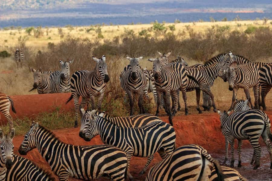 Overnight Tsavo East Safari From Mombasa/Diani (Private) - Why Tsavo East makes sense from Mombasa or Diani