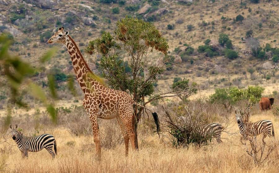 Overnight Tsavo East Safari From Mombasa/Diani (Private) - Bachuma Gate and the first Tsavo game drive