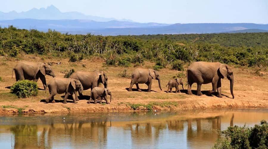 Overnight Tsavo East Safari From Mombasa/Diani (Private) - Aruba Dam and the value of a waterhole