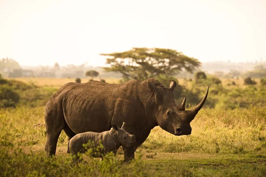 Overnight Tsavo East Safari From Mombasa/Diani (Private) - Voi Wildlife Lodge and the evening drive