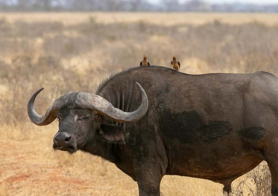 Overnight Tsavo East Safari From Mombasa/Diani (Private) - Food, comfort, and guide quality
