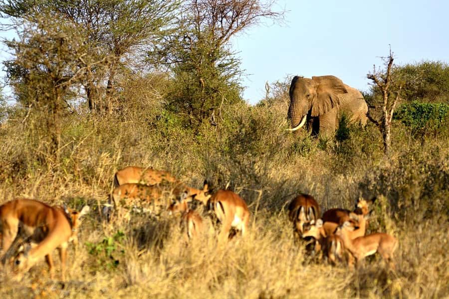 Overnight Tsavo East Safari From Mombasa/Diani (Private) - Should you book this Tsavo East safari?