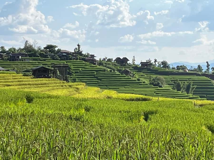 Pa Pong Piang Rice Terraces & Doi Inthanon National Park - Pa Pong Piang: the morning’s main view