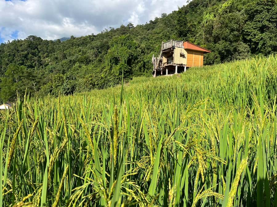 Pa Pong Piang Rice Terraces & Doi Inthanon National Park - Thailand’s highest point at 2,565 meters