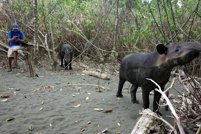 Pacheco Tours - 2 Days 1 Night in Corcovado Sirena From Drake Bay - Why the Sirena Overnight Is Worth the Extra Day
