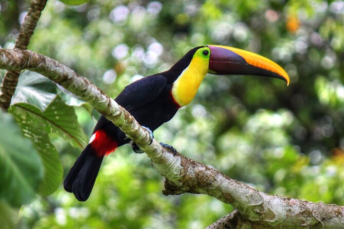 Pacheco Tours - 2 Days 1 Night in Corcovado Sirena From Drake Bay - What You Might See in Corcovado