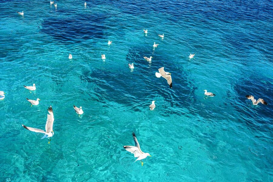 Palau: La Maddalena Archipelago and Caprera Island Boat Tour - Key points to know before booking
