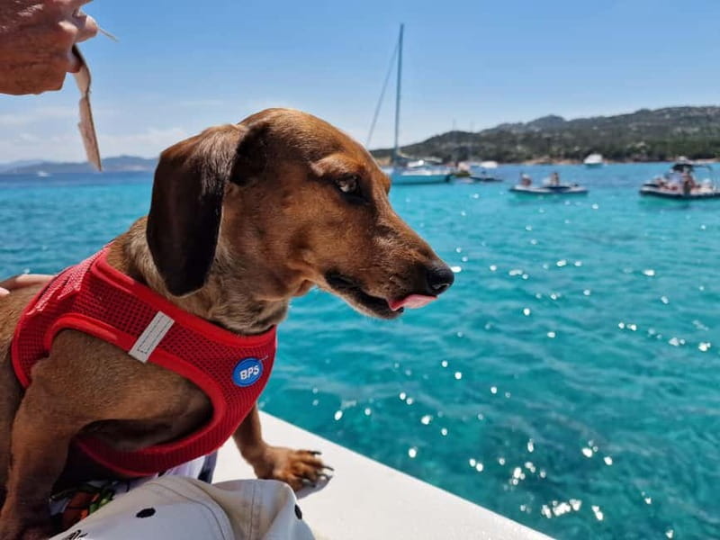 Palau: La Maddalena Archipelago Boat Tour with 4 Stops - Food, seating, and what to pack